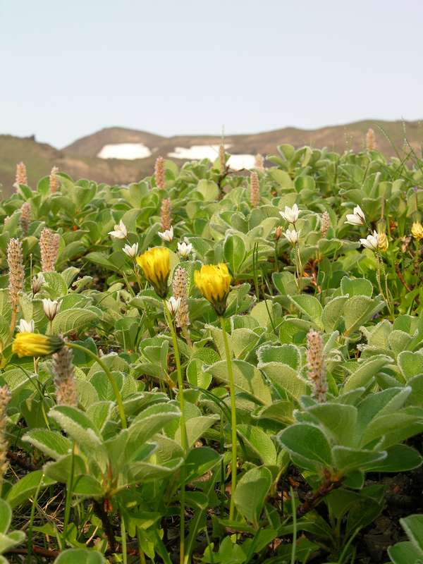 Image of Taraxacum acricorne specimen.