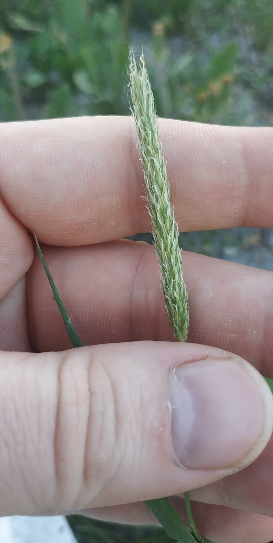 Image of Alopecurus pratensis specimen.