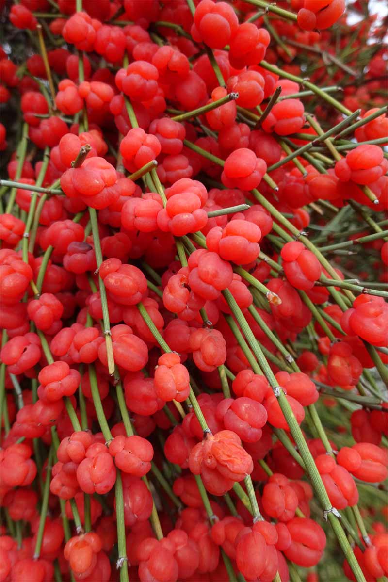 Image of Ephedra procera specimen.