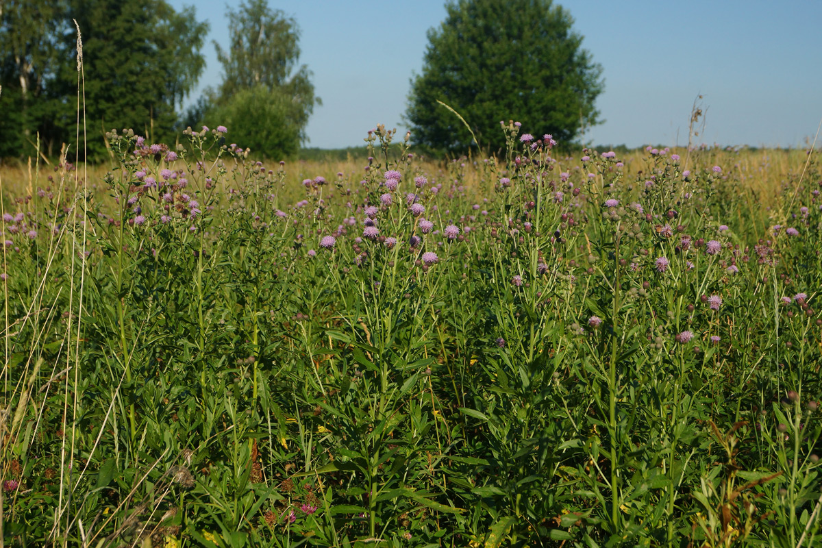 Изображение особи Cirsium setosum.