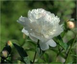 Paeonia lactiflora