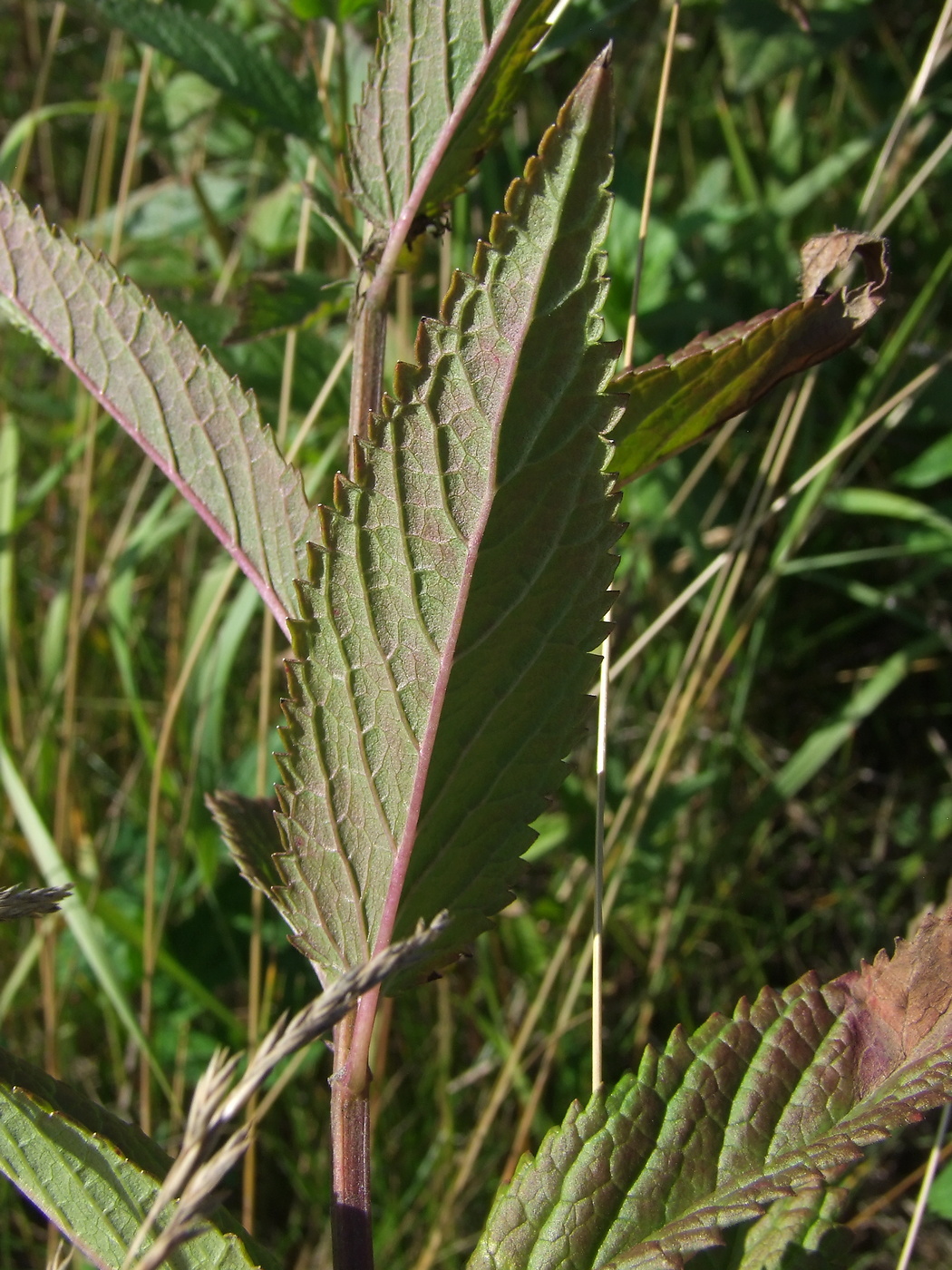 Image of Nepeta sibirica specimen.