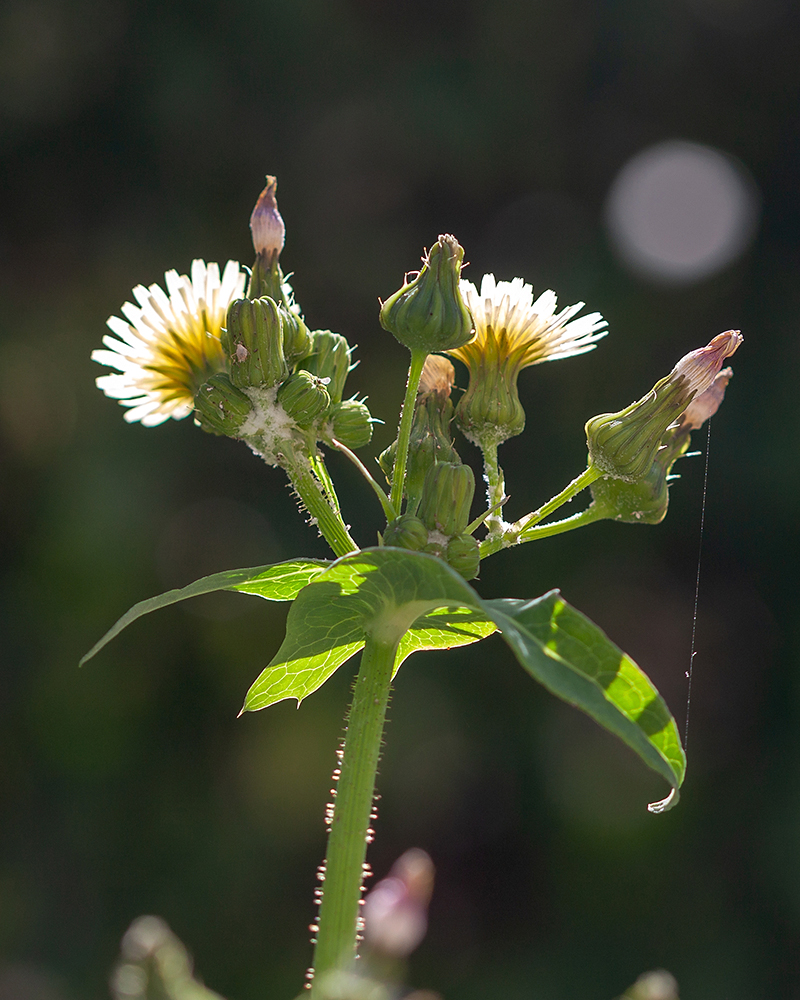 Image of Sonchus oleraceus specimen.