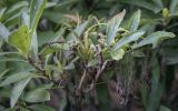 Rhododendron luteum