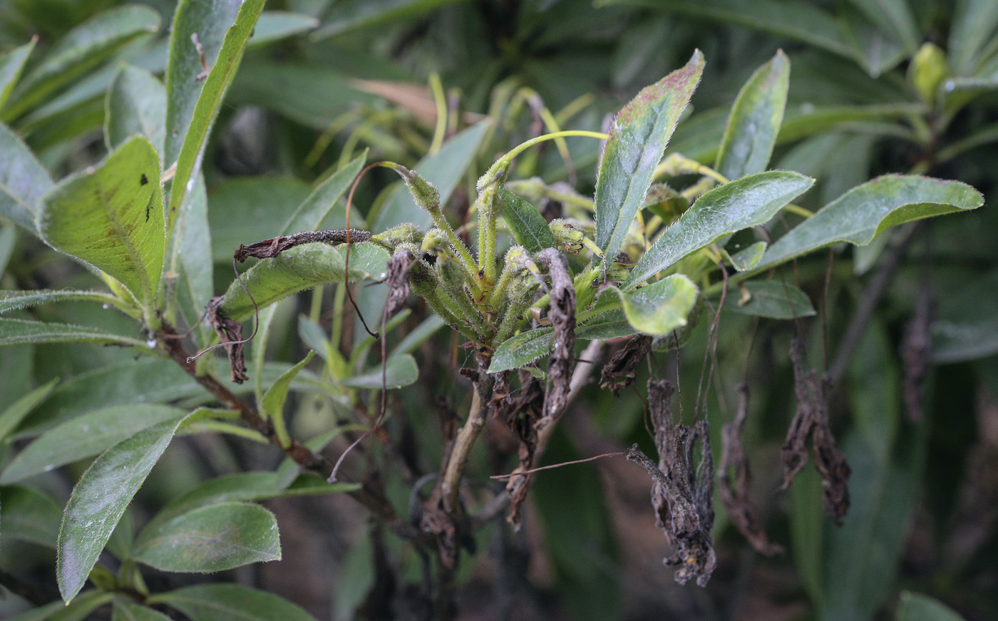 Image of Rhododendron luteum specimen.