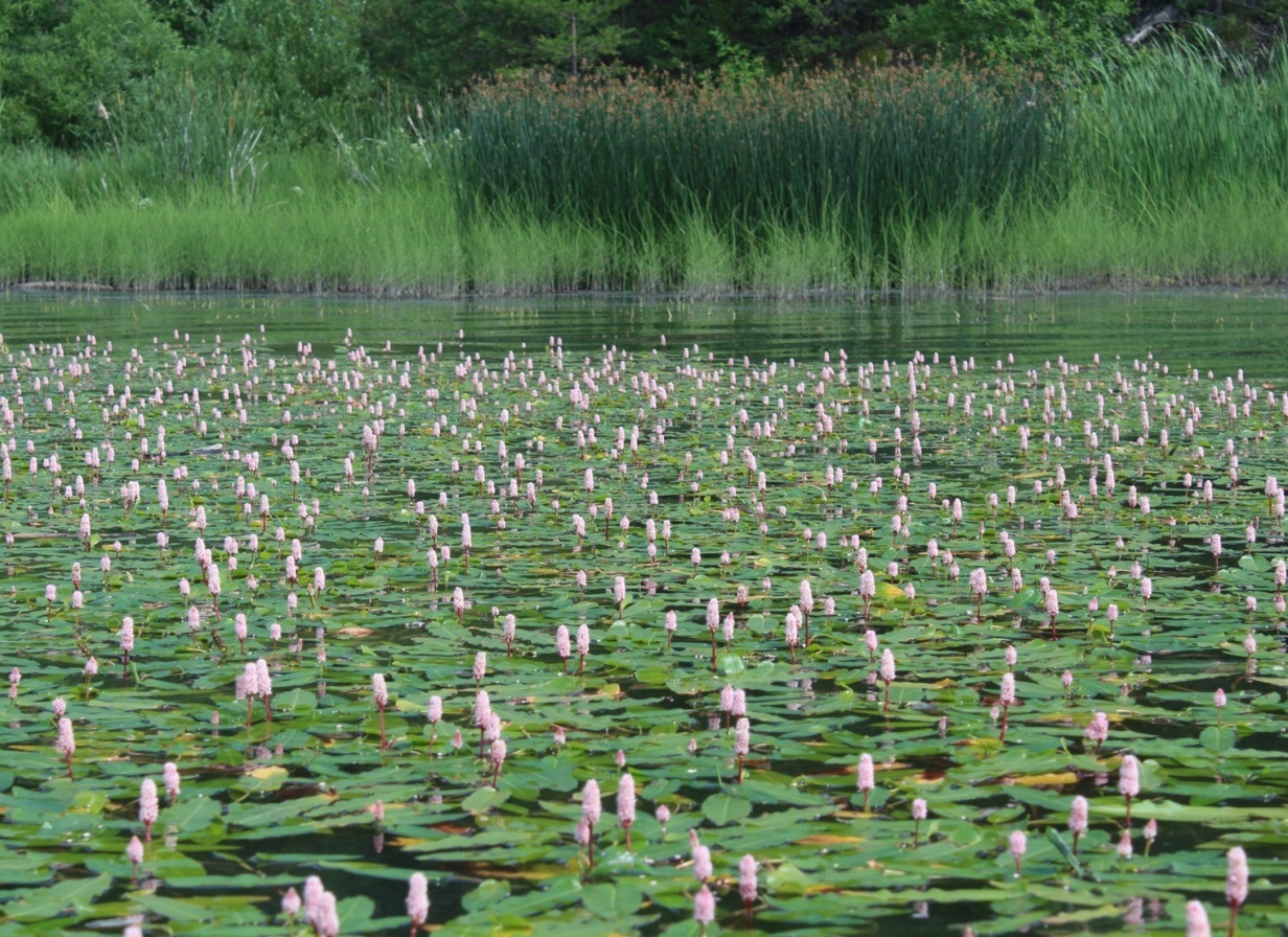 Image of Persicaria amphibia specimen.