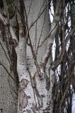 Populus alba. Часть ствола. Астраханская обл., Наримановский р-н, окр. пос. Сенной, берег р. Волга. 25.04.2021.