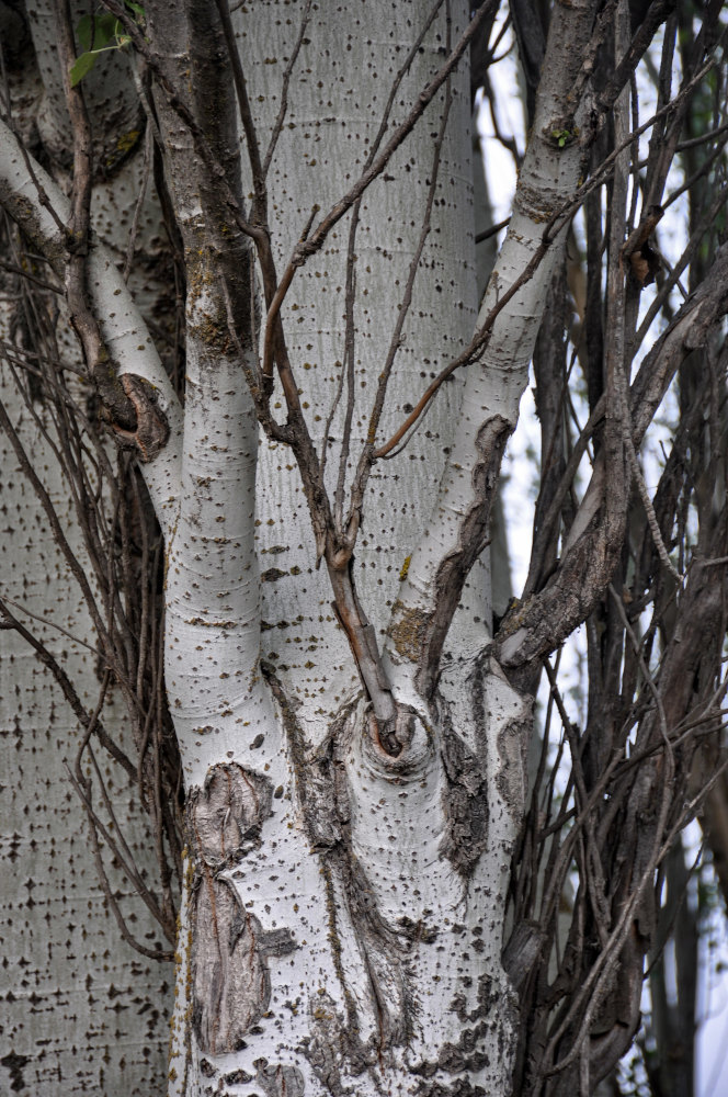 Изображение особи Populus alba.