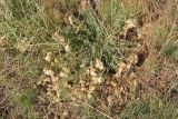 Astragalus kurdaicus