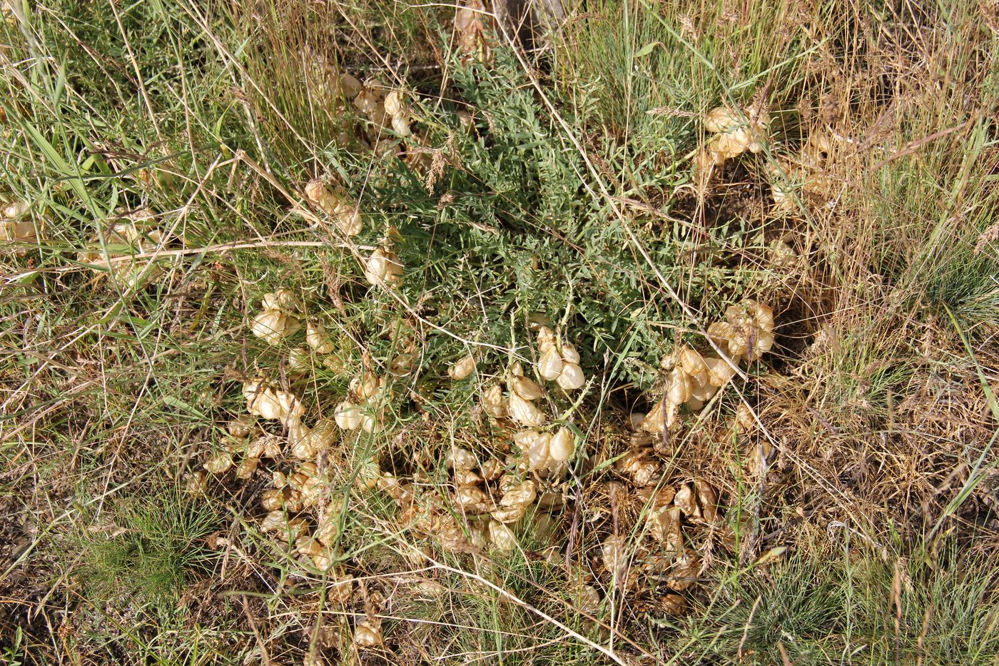 Image of Astragalus masenderanus specimen.