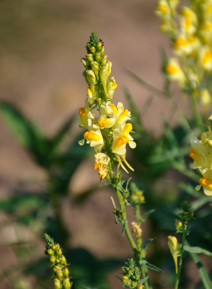 Image of Linaria vulgaris specimen.