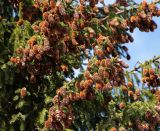 genus Picea