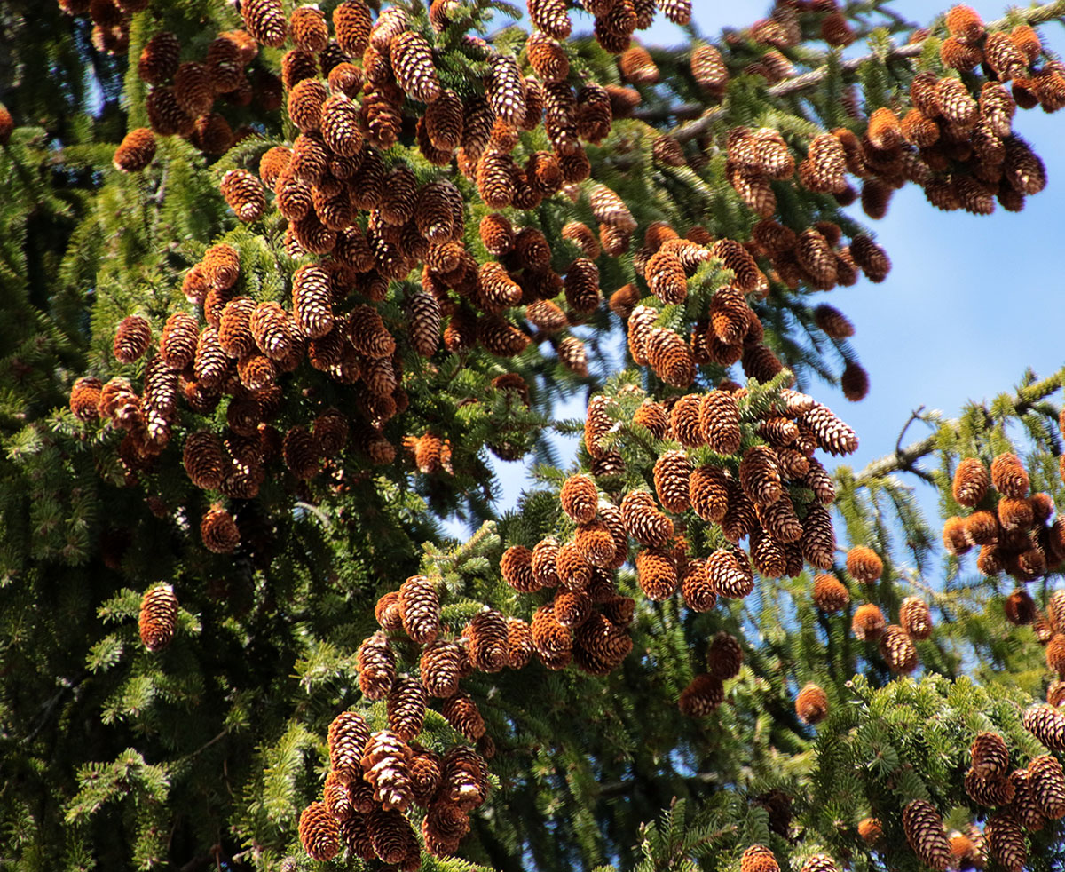 Image of genus Picea specimen.
