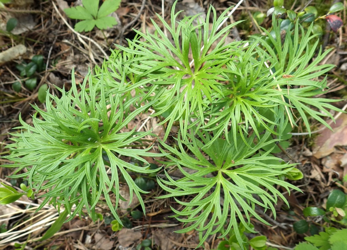 Image of Pulsatilla orientali-sibirica specimen.