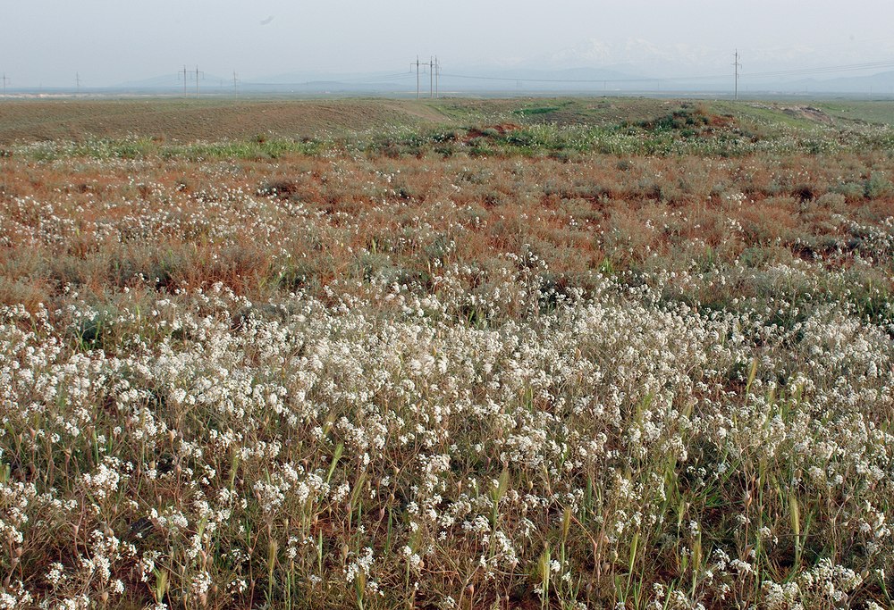 Изображение особи Lepidium vesicarium.