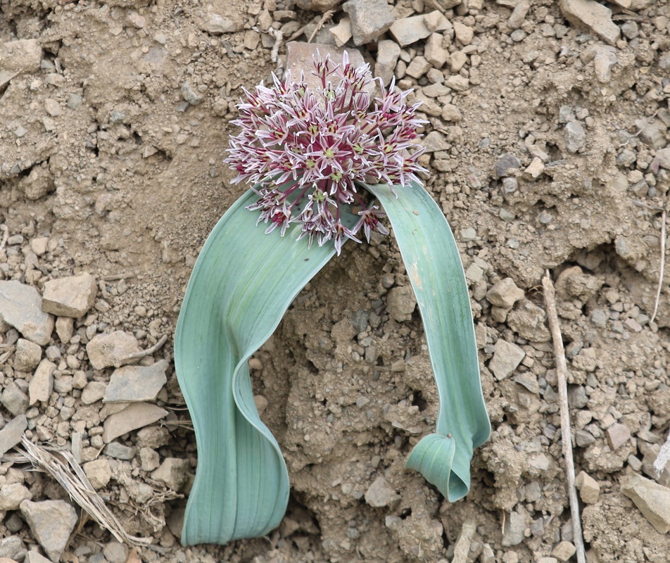 Image of Allium akaka specimen.
