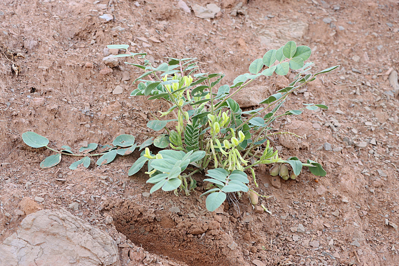 Image of Astragalus pseudoeremophysa specimen.