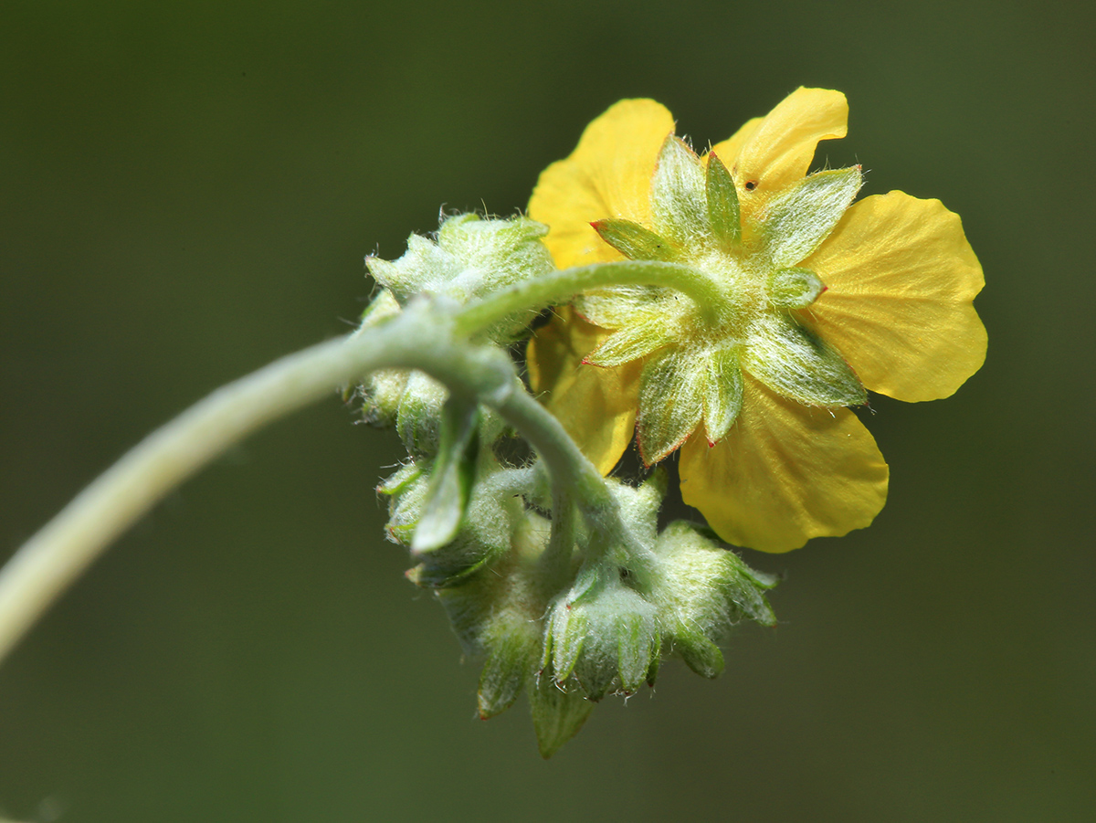 Изображение особи Potentilla discolor.