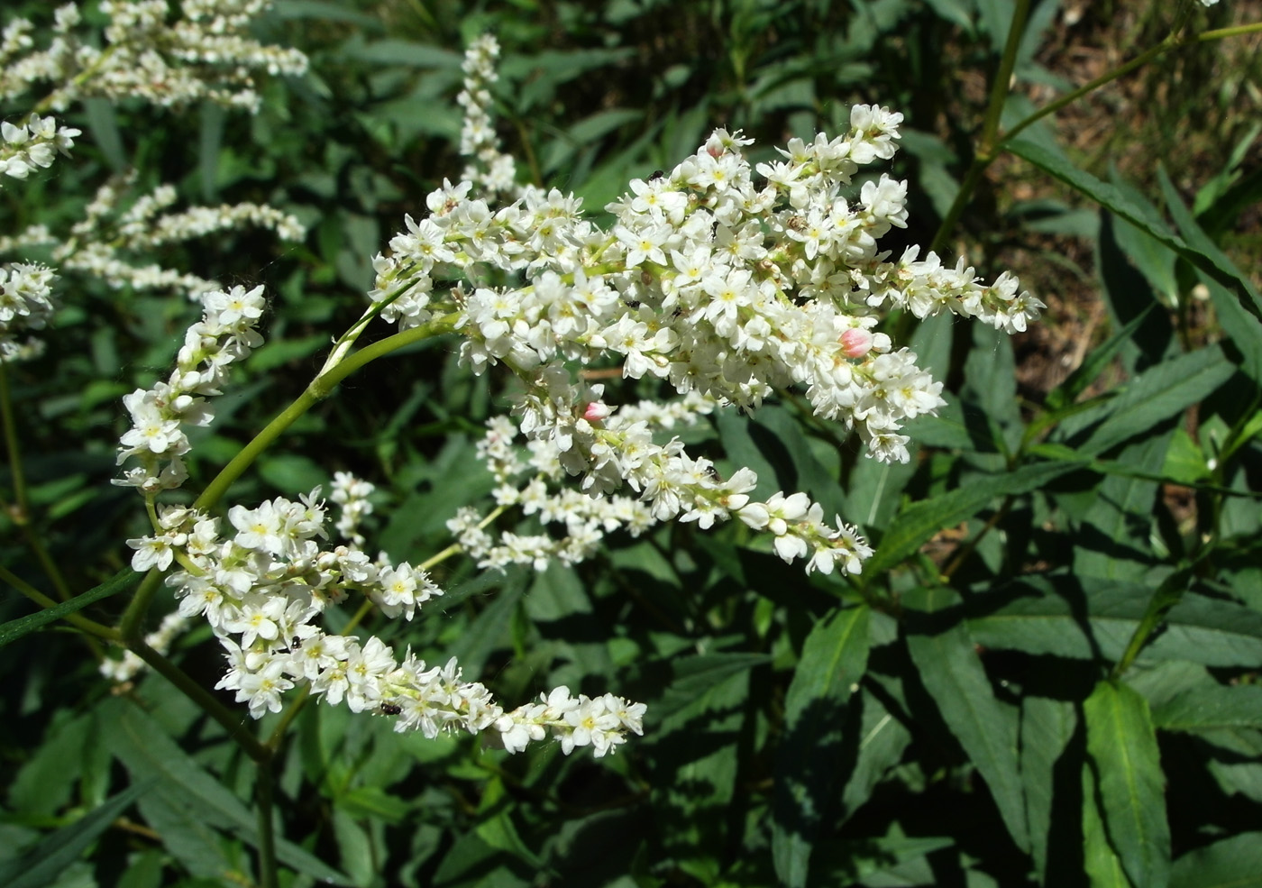 Image of Aconogonon alpinum specimen.