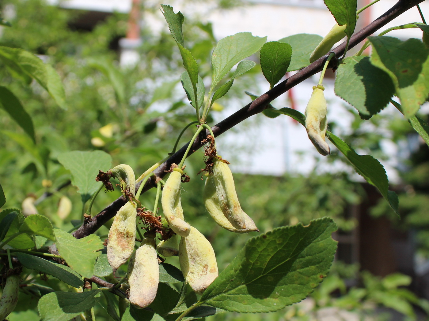 Изображение особи род Prunus.