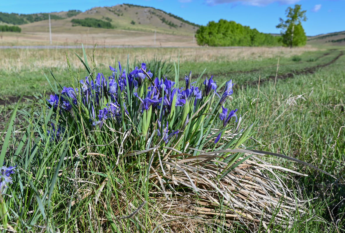 Изображение особи Iris biglumis.