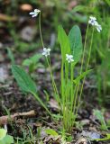 Viola patrinii. Цветущее растение. Приморский край, Тернейский р-н, окр. пгт Терней, обочина лесной дороги в долине реки. 09.06.2022.