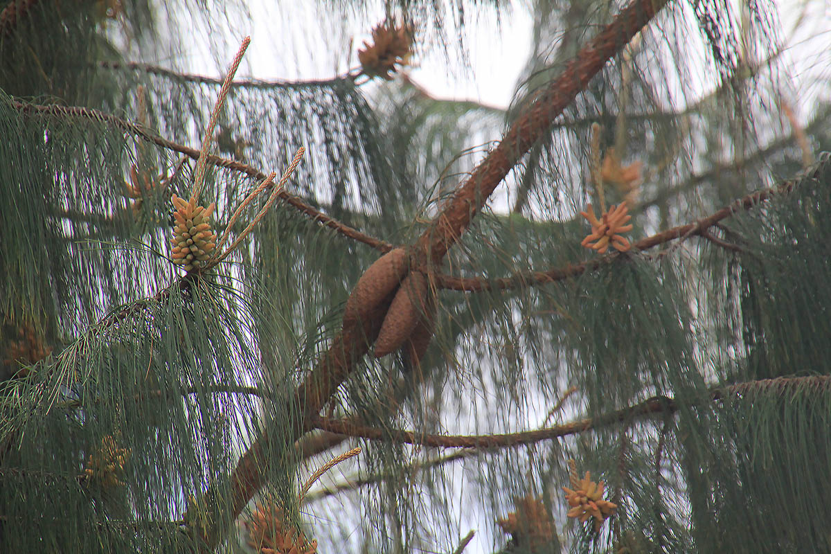 Image of genus Pinus specimen.