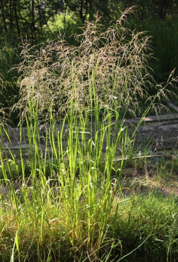 Изображение особи Glyceria triflora.