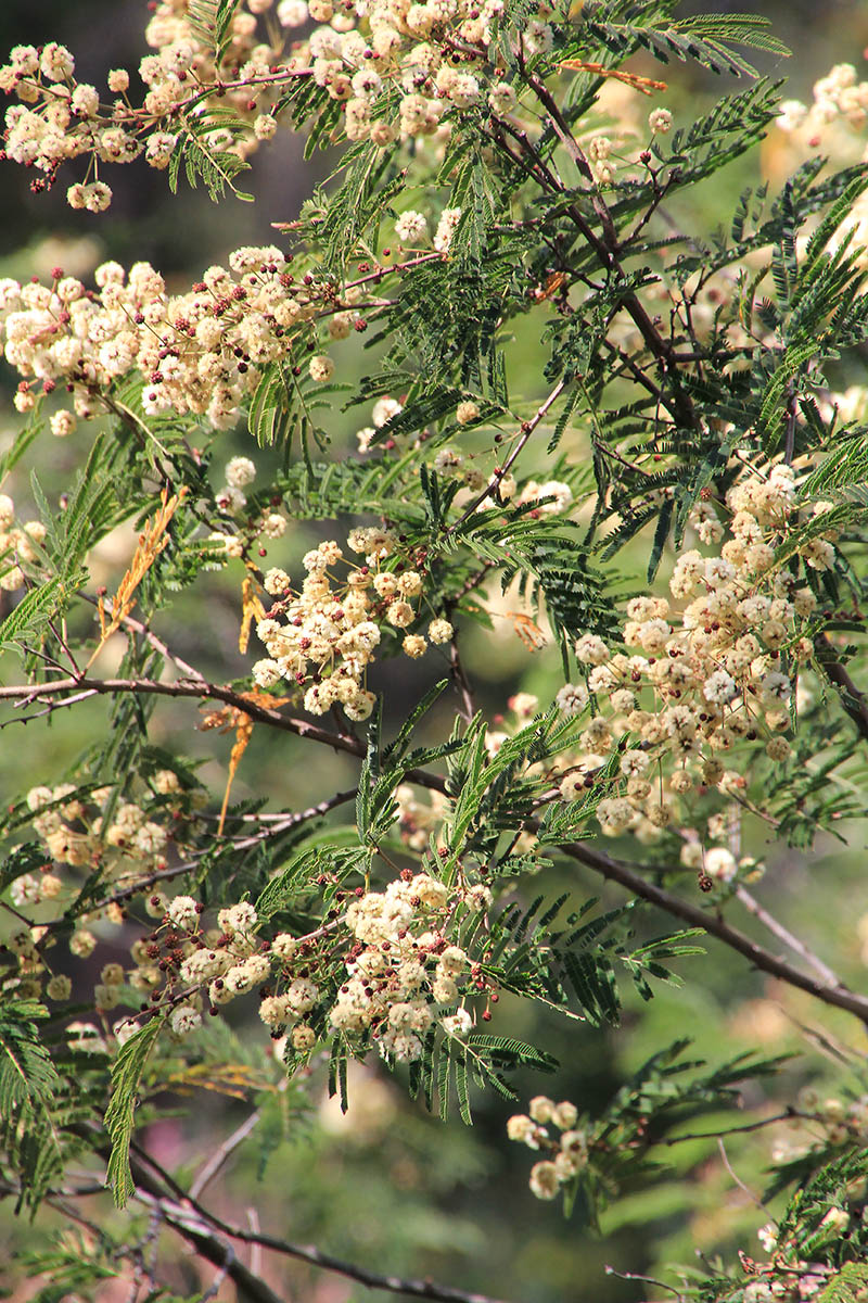 Image of familia Fabaceae specimen.