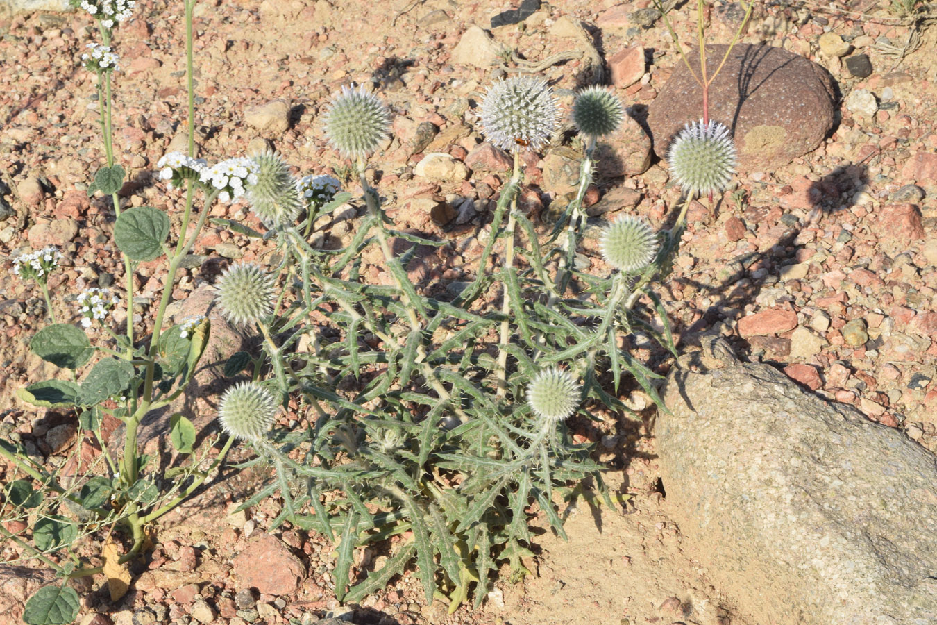 Image of Echinops knorringianus specimen.