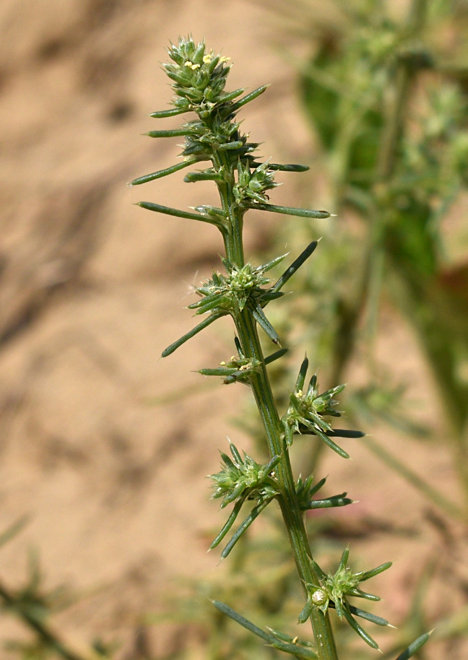 Изображение особи Salsola tragus.