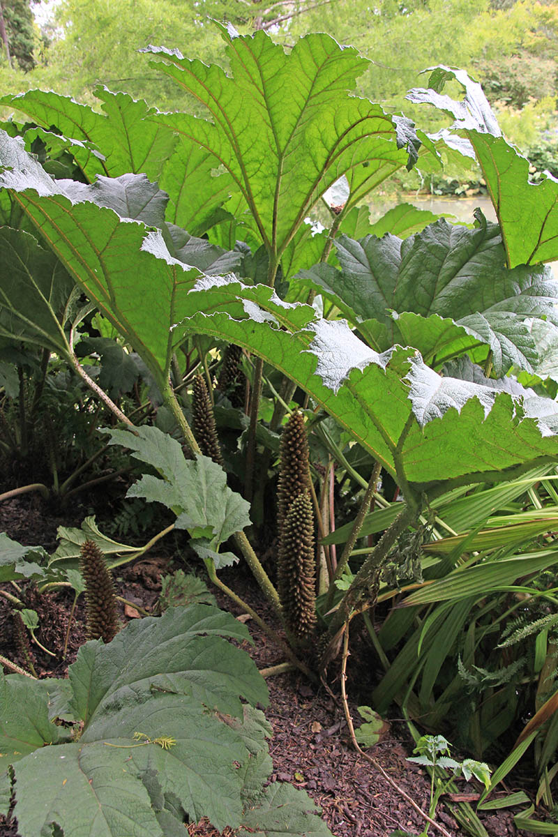 Изображение особи Gunnera tinctoria.