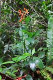 familia Zingiberaceae. Цветущее растение. Малайзия, штат Саравак, округ Мири, национальный парк «Мулу». 14.03.2015.