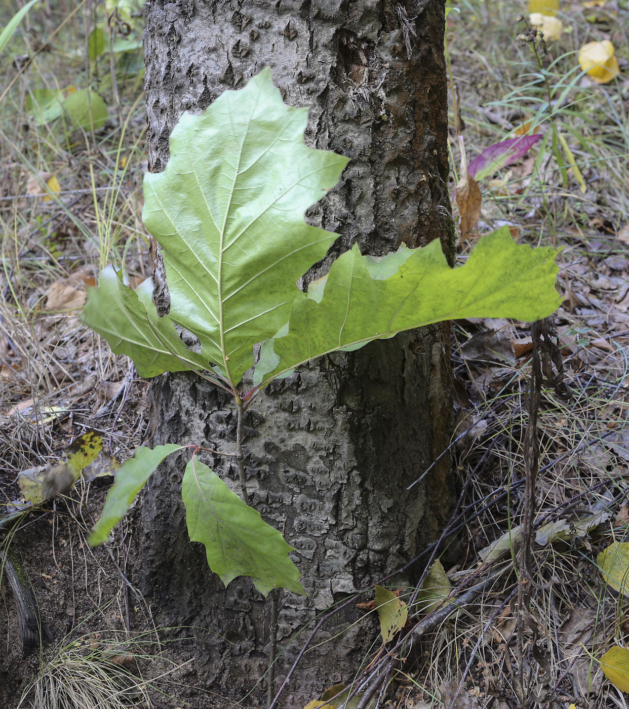 Изображение особи Quercus rubra.