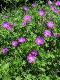 Geranium sanguineum. Цветущие растения. Крым, З. склон яйлы Тырке. 9 июня 2010 г.