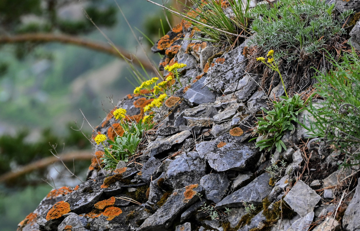 Image of Patrinia sibirica specimen.