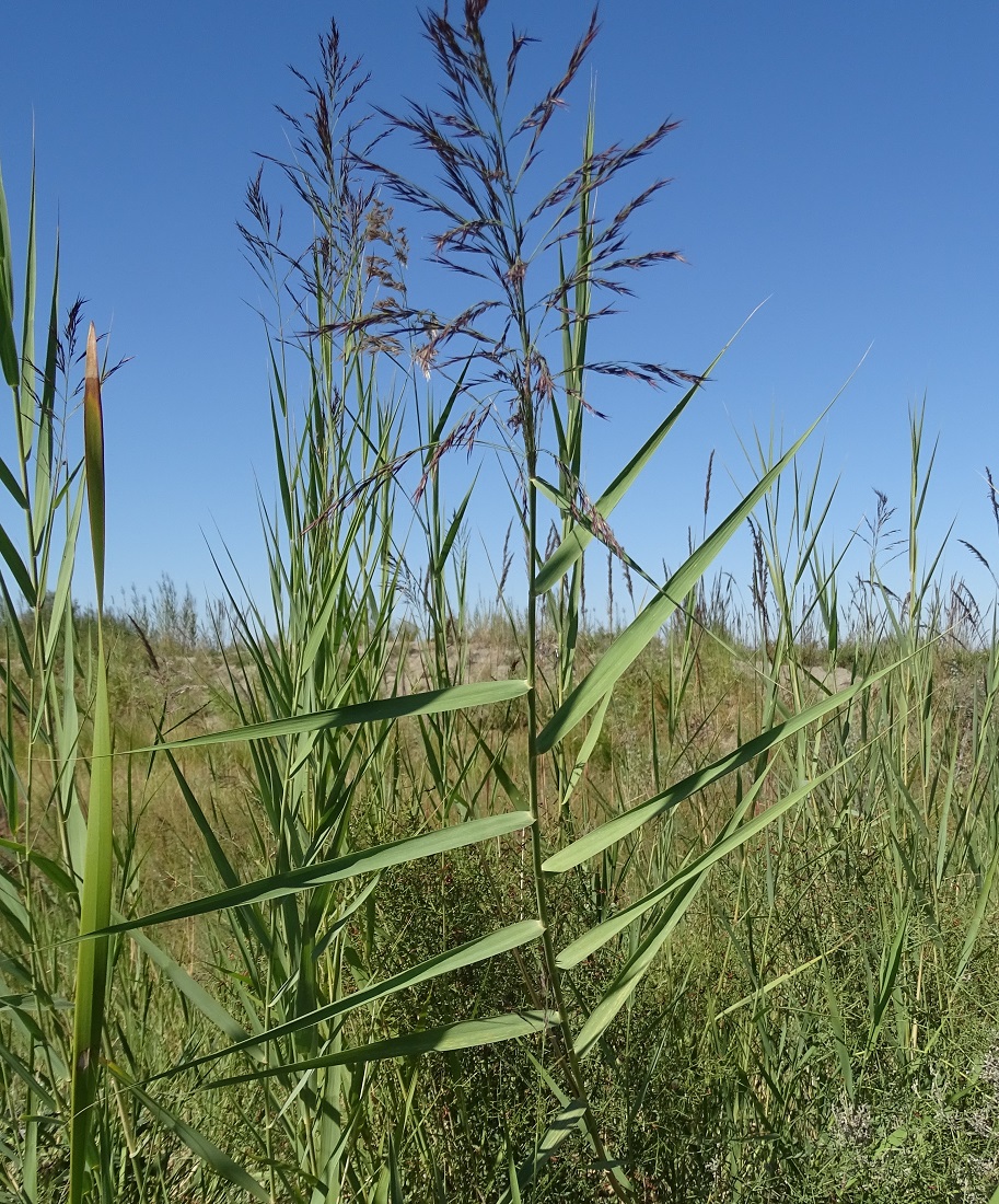 Изображение особи Phragmites australis.