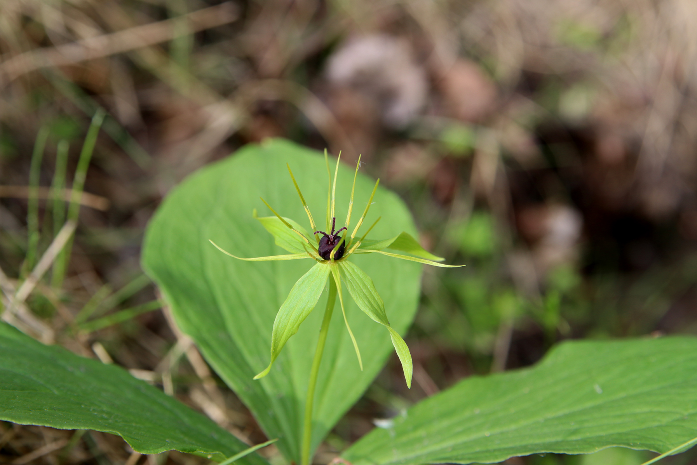 Image of Paris quadrifolia specimen.