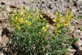 Thermopsis alterniflora