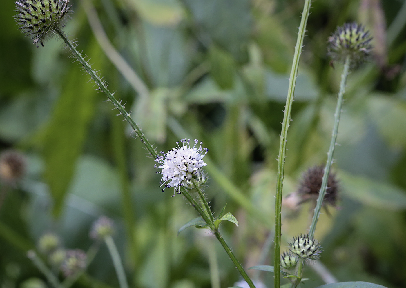 Изображение особи Dipsacus pilosus.