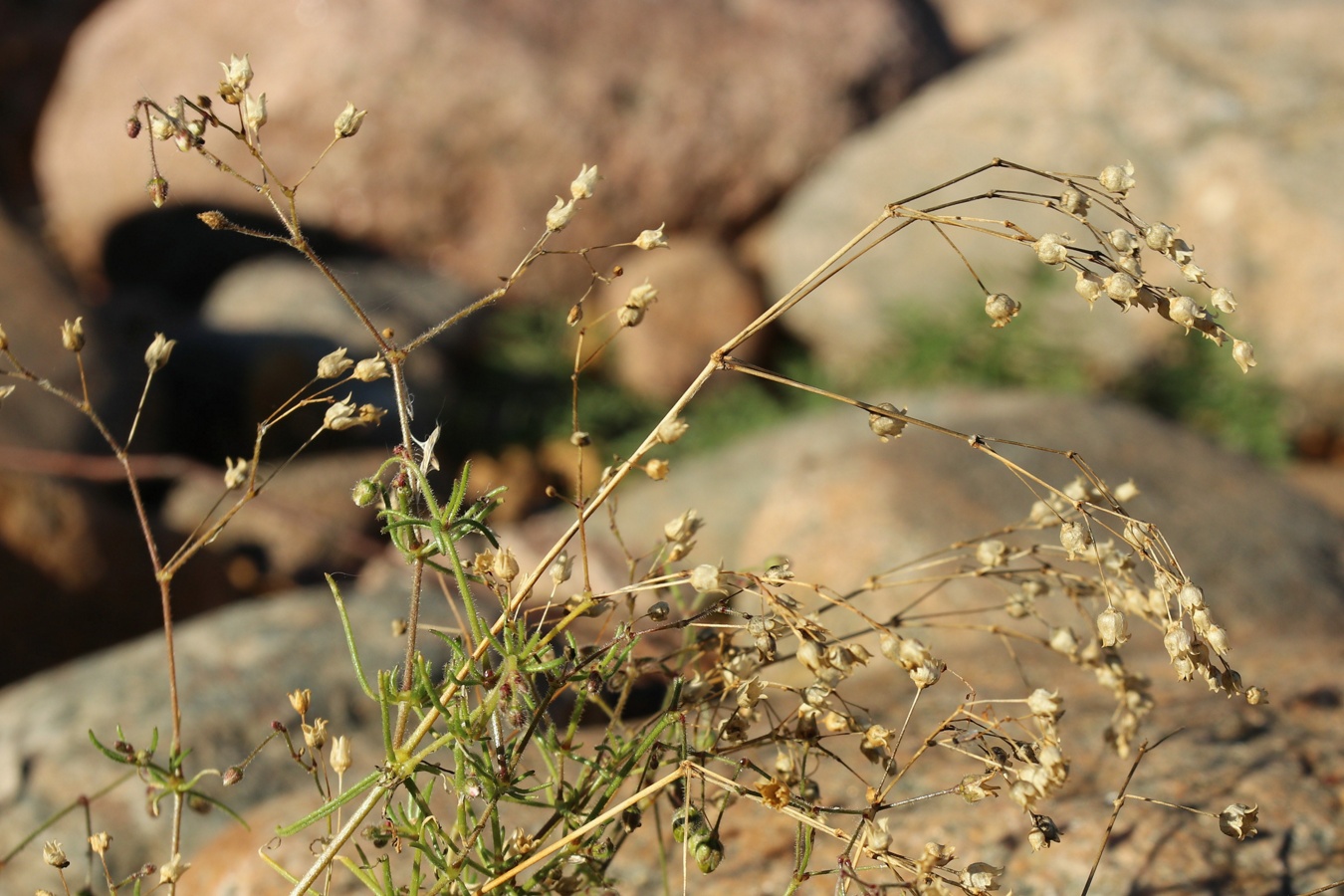 Image of Spergula arvensis specimen.