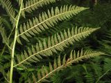 Athyrium filix-femina