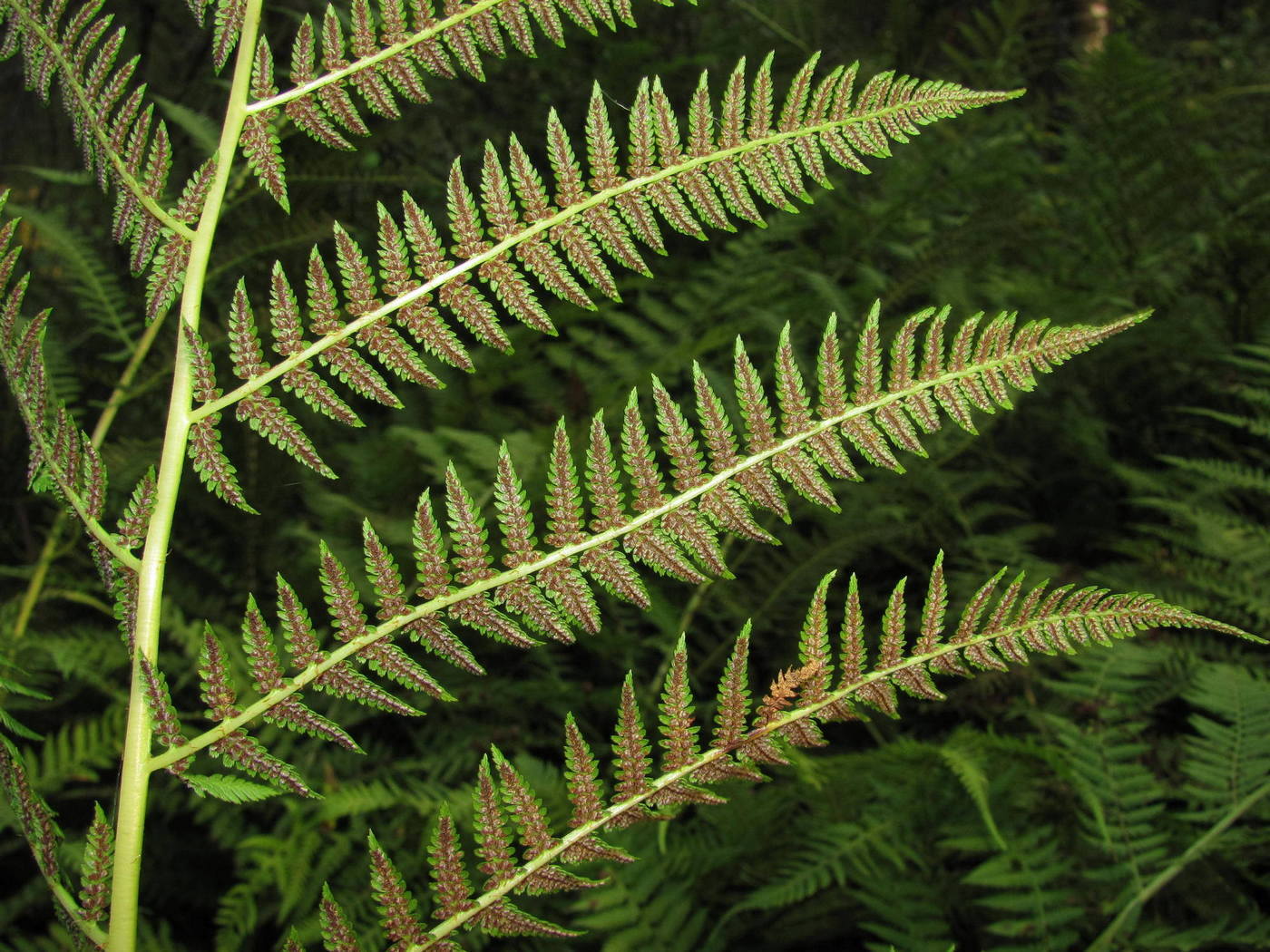 Image of Athyrium filix-femina specimen.