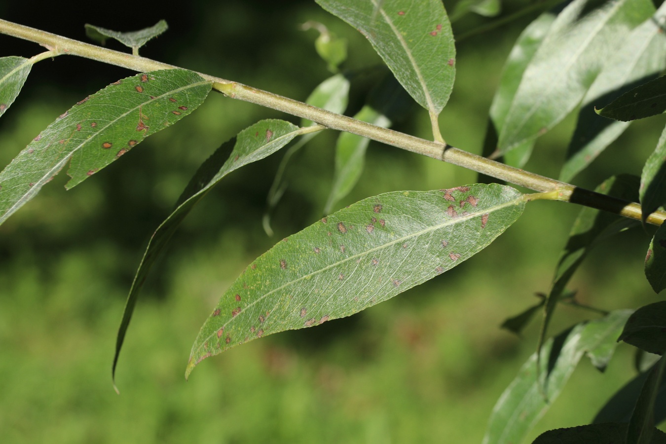 Изображение особи Salix alba.