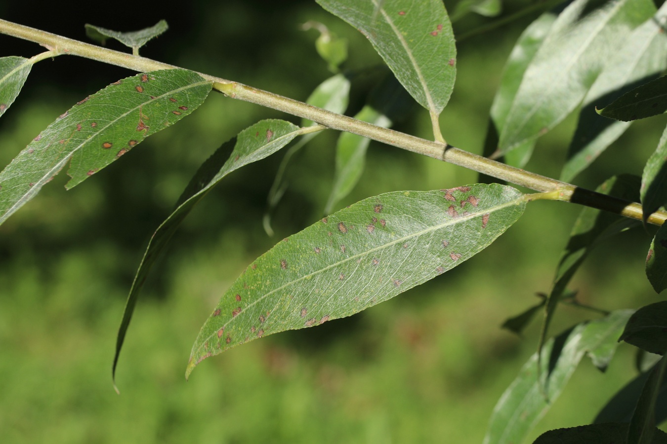 Image of Salix alba specimen.