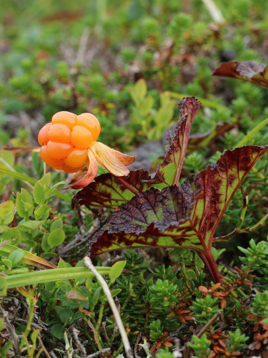 Image of Rubus chamaemorus specimen.