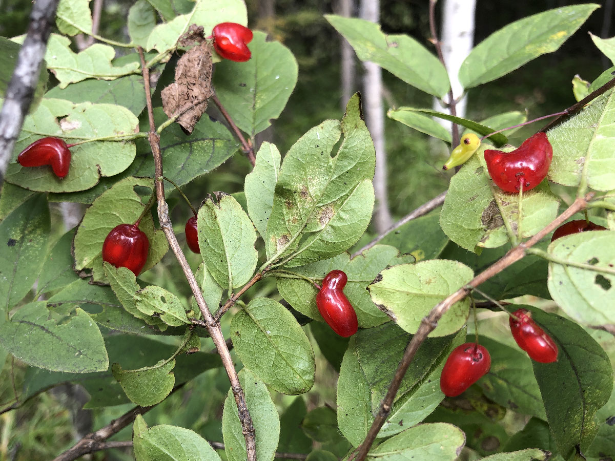 Image of Lonicera maximowiczii specimen.