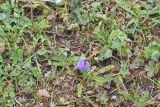 Campanula bellidifolia