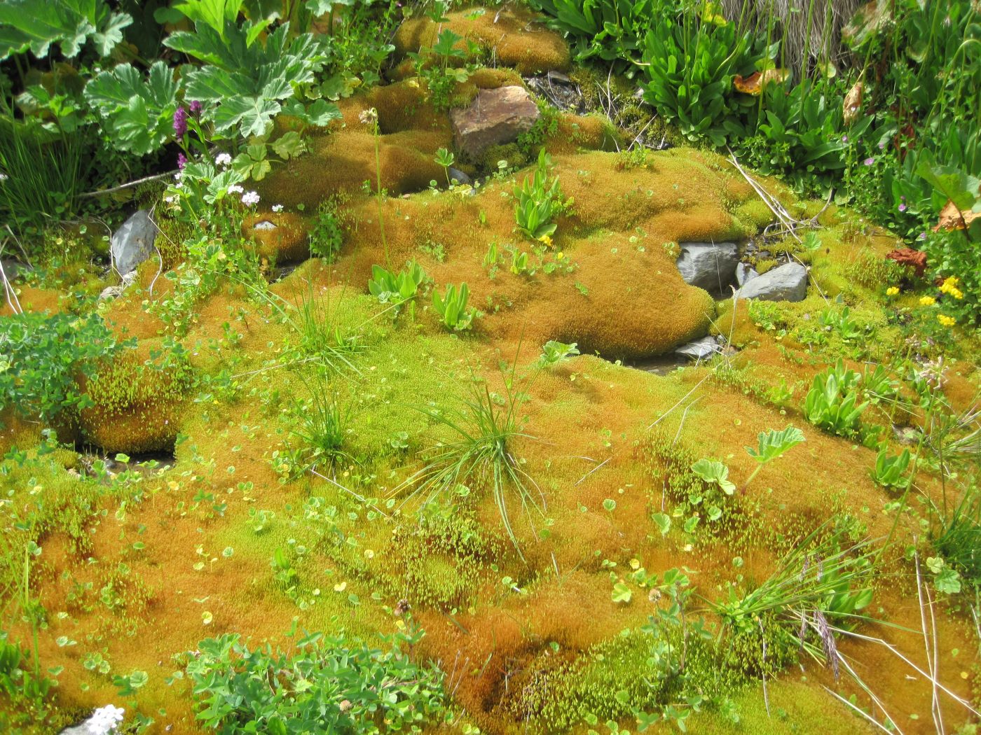 Image of Bryum schleicheri specimen.