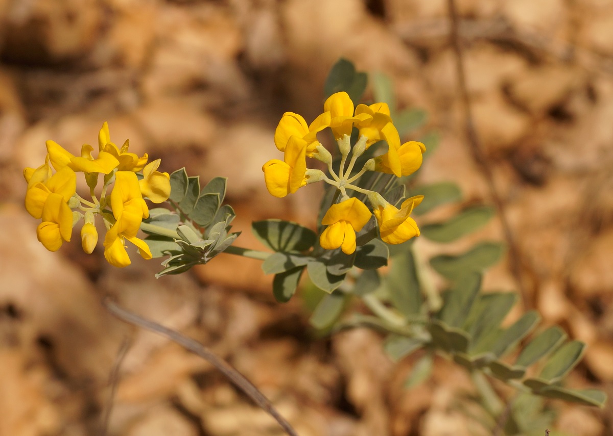 Image of Coronilla coronata specimen.